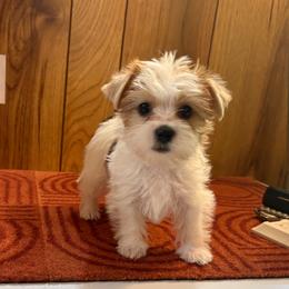 Girl 1 - Parti female Yorkshire Terrier puppy in Bear Creek, North Carolina from Yorkie Time
