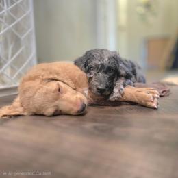 Goldendoodle puppies from Yvonne❤️Goldendoodles