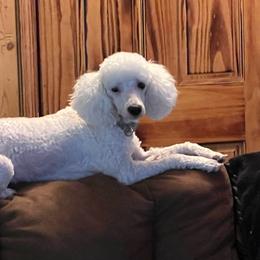 Snow White - Poodle