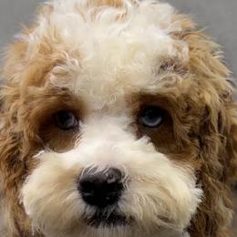 Bonnie Bell - Red and white female Cockapoo puppy in Lebanon, Kentucky from Mosaic Merle Doodles