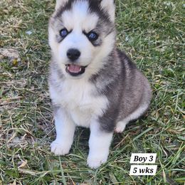 Siberian Husky Puppies from Kentucky Huskies