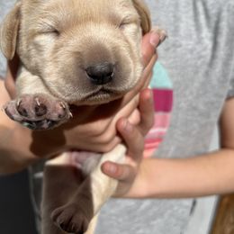Labrador Retriever and Pembroke Welsh Corgi Puppies from Burress Family Farm and Kennels
