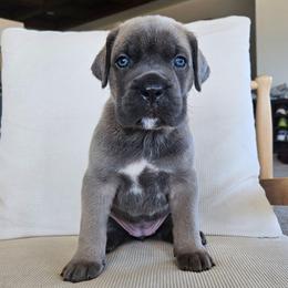 Formentino 5 - Gray and fawn female Cane Corso puppy in Jacksonville, North Carolina from Coliseum de Cassiope
