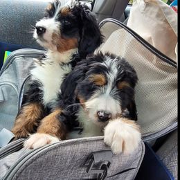 Bernedoodle Puppies from Refined Doodles
