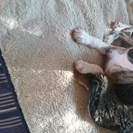 Whippet Puppies from In Vogue Whippets