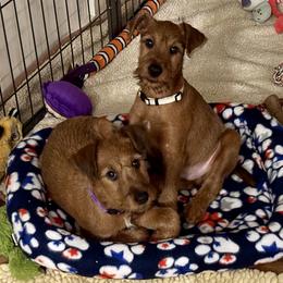 Irish Terrier Puppies from Red Branch Irish Terriers