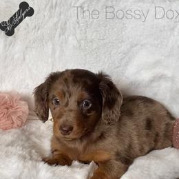 Dachshund and Miniature Schnauzer Puppies from The Bossy Doxie Farm