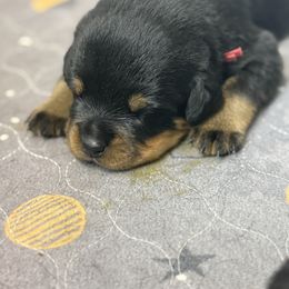 Puppy 7 - Black and mahogany female Rottweiler puppy in Arizona from TRK Rottweilers