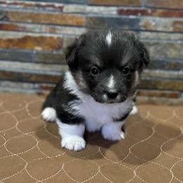 Boy 2 - Black and tan male Pembroke Welsh Corgi puppy in Visalia, California from VIP Stables