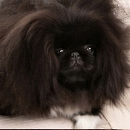 Coco - Pekingese