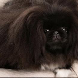 Coco - Pekingese