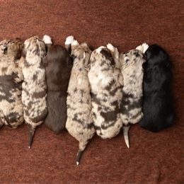 Australian Shepherd puppies from CM Farm