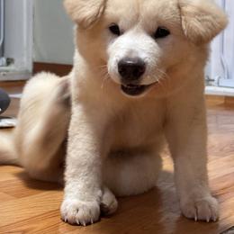 Jindo All Grown Up from Hwarang Kennel Korean Jindo | 화랑 진돗개