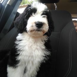Bernedoodle, Double Doodle, and Goldendoodle Puppies from The Good Doodle