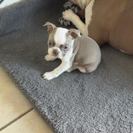Lola (gold collar) - Lilac female Boston Terrier puppy in Red Rock, Arizona from Knucklez Kids