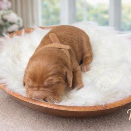 Morgan ( tan ) - Dark golden male Golden Retriever puppy in Centertown, Missouri from Redheaded Retrievers