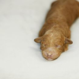 Goldendoodle Puppies from Goldendoodle Utah