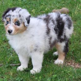 Sadie - Blue merle female Australian Shepherd puppy in Kansas, Oklahoma from Windy G Farm