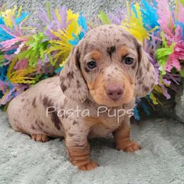 Dutch Baby - Dapple male Dachshund puppy in Texarkana, Arkansas from Pasta Pups Miniature Dachshunds