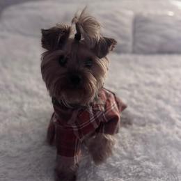 Tiffany - Black and gold female Yorkshire Terrier puppy in Carmichael, California from Mckeever's Yorkies