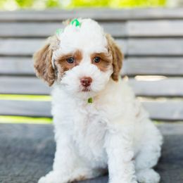 Girl 1 - Goldendoodle puppy in Riverton, Utah from Utah Doodlebug