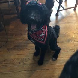 Ariel - Bernedoodle