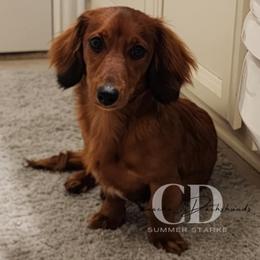 Dachshund Puppies from Camacho_Dachshunds
