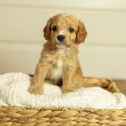 Hank - Red male Cavapoo puppy in Austin, Texas from Doodles of Central Texas