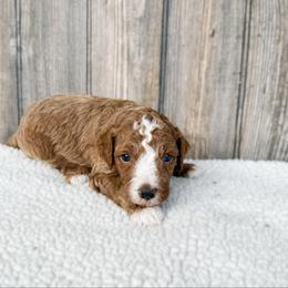 Cubano partial blue eyes - Red male Australian Labradoodle puppy in Wamego, Kansas from Doodles of Oz