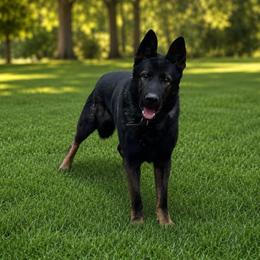 Han - German Shepherd