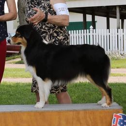 Glimmer - Australian Shepherd