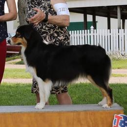 Glimmer - Australian Shepherd