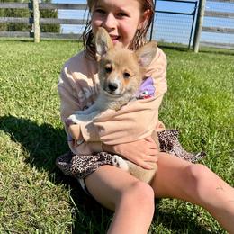 Winston (Winnie) - Sable male Pembroke Welsh Corgi puppy in Urbana, Ohio from Edgewood Farm and Kennel