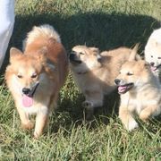 Icelandic Sheepdog Puppies from Valhalla Icelandic Sheepdogs