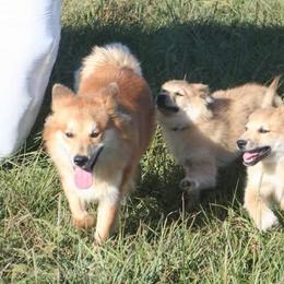 Icelandic Sheepdog Puppies from Valhalla Icelandic Sheepdogs