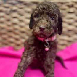 Minnie - Chocolate female Goldendoodle puppy in Willacoochee, Georgia from Kitandkboodle's Doodles
