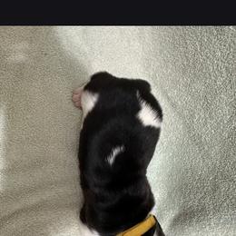 1st male - Black brown and white male Basset Hound puppy in Hood River, Oregon from The Walls Hounds With Heart