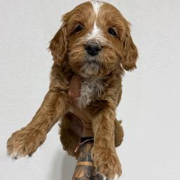 Ember Possible Blue Eyes - Red female Bernedoodle puppy in Horseshoe Bend, Idaho from Over the Moon Poodles and Doodles