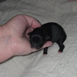 Girl 1 - Black and tan parti female Pomeranian puppy in Angleton, Texas from Pomeranian Palace, LLC