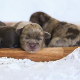 Shihpoo Puppies from The Teddybear Shihpoo