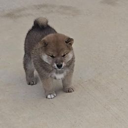 Shiba Inu Puppies from Diwasou