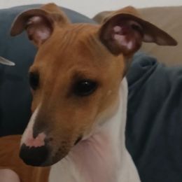 Logan - White and red Italian Greyhound puppy in Fredonia, Arizona from Dragonfly Valley Ranch