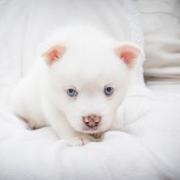 Luna Bella - White female Pomsky puppy in St. Petersburg, Florida from Neon Moon Pomskies