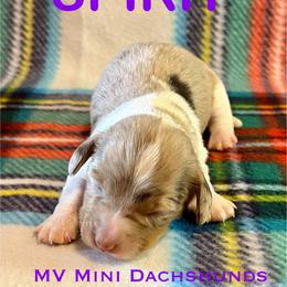 Spirit - Dapple male Dachshund puppy in Carlsbad, Texas from MV Mini Dachshunds