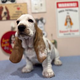 Tank - Red and white male Basset Hound puppy in Pilot Mtn, North Carolina from Lowdown Love Basset Hounds