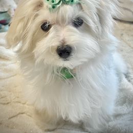 Maltese Puppies from The Royal Furbabies