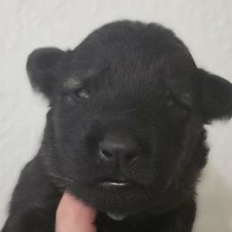 Green collar - Sable male German Shepherd puppy in Oscoda, Michigan from Sstar