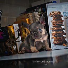 French Bulldog Puppies from Lil Nikki’s Prestige Frenchies