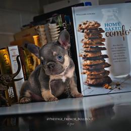 French Bulldog Puppies from Lil Nikki’s Prestige Frenchies