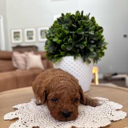 Sandy - Red  female Goldendoodle puppy in Alamance County, North Carolina from Doodle Squad Puppies